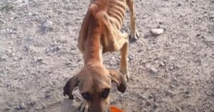 Cagnolino scheletrico viene salvato: Sono scoppiati in lacrime quando hanno visto i suoi occhi e le cicatrici (VIDEO)