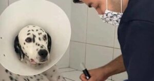 Il dalmata con la zampa ingessata è triste: il veterinario gli disegna le macchie (VIDEO)