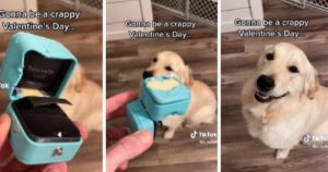 Golden Retriever mangia l’anello che il padrone stava per consegnare alla sua fidanzata (VIDEO)