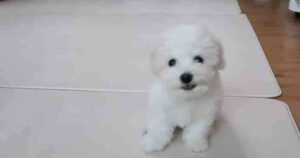 La storia di Bow, il cagnolino coraggioso alla sua prima volta dal veterinario (VIDEO)