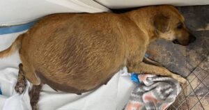 Cagnolina randagia si prende eroicamente cura dei suoi cuccioli (VIDEO)