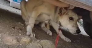 Doveva essere soppressa perché “malata”, ma la cagnolina terrorizzata era stata maltrattata (VIDEO)