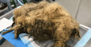 Cagnolina era sepolta sotto 4 chili di pelo ma finalmente può tornare a camminare
