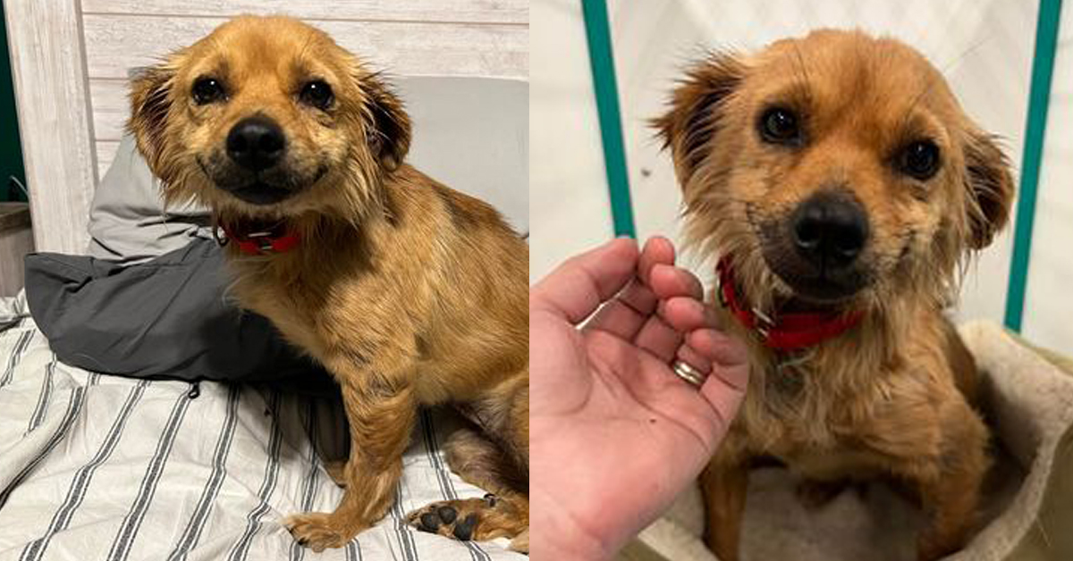 La storia di Smile, la cagnolina che sorride sempre perché ...