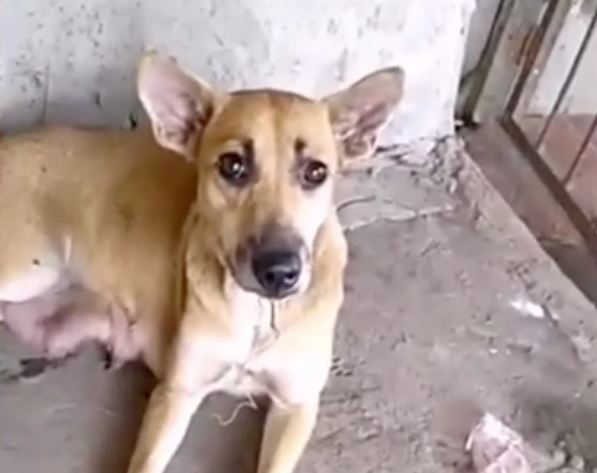 cagnolina mamma con gancio