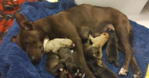 Cagnolina incinta di tanti cuccioli viene salvata  e adottata da un gruppo di studenti