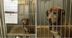 Cagnolina aspetta 7 anni per l’adozione, la foto del suo sguardo l’ha aiutata a trovare casa (VIDEO)