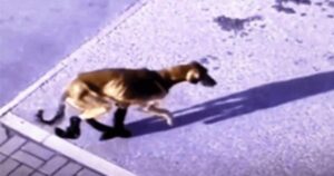 Le telecamere riprendono una cagnolina zoppicante e con dei calzini in mezzo alla neve (VIDEO)