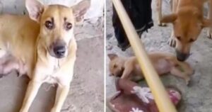 Cagnolina mamma nutre i cuccioli nonostante stia soffrendo con un gancio incastrato alla bocca