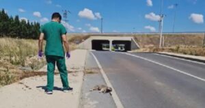 Un’auto investe due cagnoline e le lascia morenti sulla strada senza chiedere aiuto (VIDEO)