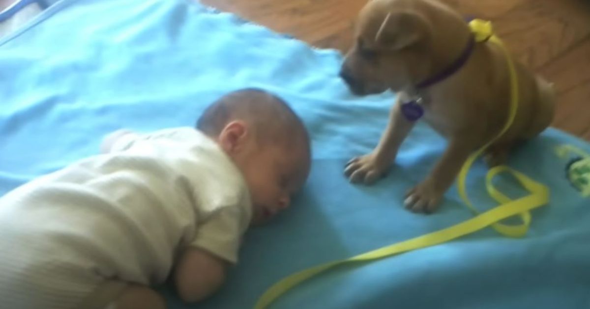 Una cagnolina di nome Callie vicina ad un bebè