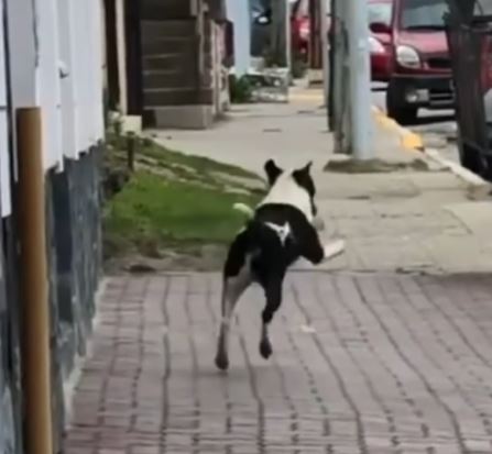 cagnolino ladro di cibo