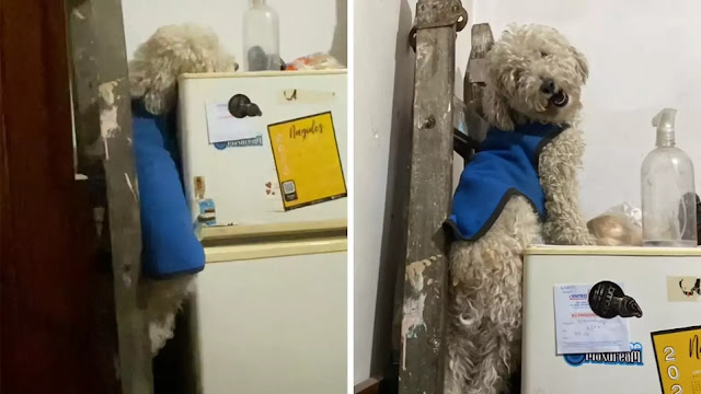 cagnolino sopra il frigo