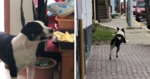 Cagnolino “ruba” del cibo e scappa felice con la refurtiva credendo di non essere scoperto (VIDEO)