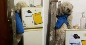 Questo cagnolino compie una vera e propria “scalata” per andare a rubare il pane (VIDEO)
