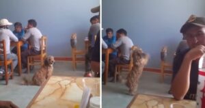 Cagnolino randagio si alza su due zampe per chiedere del cibo in un ristorante, la scena è commovente (VIDEO)