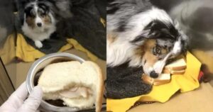 Provano a dargli la medicina in un panino ma il cane è troppo furbo per cadere nel tranello (VIDEO)