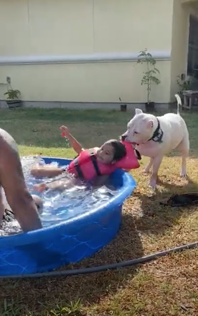cane salva bambina piscinetta