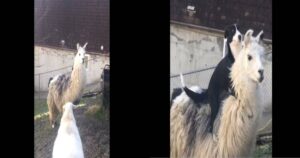 Cagnolino entra nel recinto dei lama e ne cavalca uno, il video è esilarante (VIDEO)