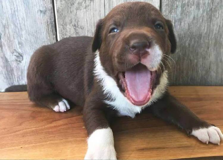 labrador cucciolo cuore