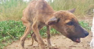 Cucciolo di cane era ridotto a un mucchio di ossa, divora il cibo dei suoi soccorritori e non smette di scodinzolare (VIDEO)
