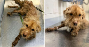Cagnolino come tanti randagi trova una seconda occasione, viene adottato dalla veterinaria (VIDEO)