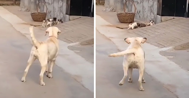 mamma cane abbaia ai cuccioli