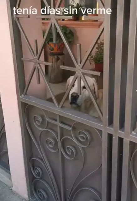 cagnolino offeso con padrona