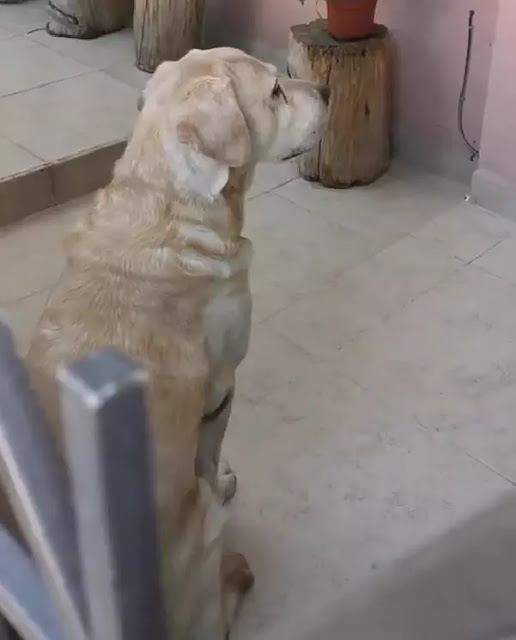 cagnolino offeso con padrona