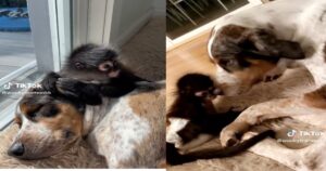 L’incredibile amicizia tra la scimmia ed il cagnolino, il video è commovente (VIDEO)