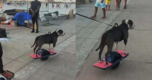 Cagnolino impara a guidare lo skateboard e non vuole smettere di usarlo neanche per fare una passeggiata (VIDEO)