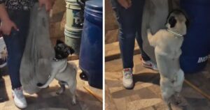 Cagnolino si aggrappa disperato alla vecchia cuccia quando scopre che la padrona la deve buttare (VIDEO)