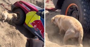 Cagnolino aiuta l’automobilista in difficoltà scavando con lui per liberare le ruote dalla sabbia (VIDEO)