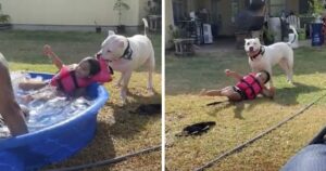 Cagnolino pensa che la sorellina umana stia “annegando” nella piscinetta e la tira fuori (VIDEO)