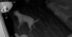 Telecamera notturna cattura le monellerie notturne di un cane, il mistero è risolto (VIDEO)