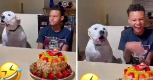 Cagnolino si inserisce nel coro e canta “Happy Birthday” per il suo padrone (VIDEO)