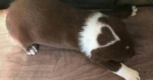 Cucciolo di Labrador nasce con una speciale macchia a forma di cuore