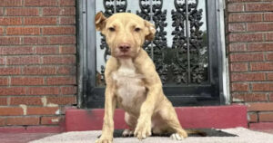 Questo cagnolino si è piazzato davanti a una casa finché non ha ricevuto l’aiuto che cercava