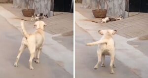 Cagnolina rimprovera i suoi cuccioli per farli rientrare a casa, a questa mamma basta un solo abbaio (VIDEO)