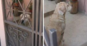 Cagnolino offeso con la padrona dopo giorni di lontananza, si volta e la ignora (VIDEO)