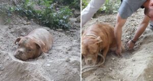 Salva a mani nude un cagnolino completamente sepolto in un terreno abbandonato