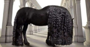 Federico è il cavallo più bello e grande del mondo (VIDEO)