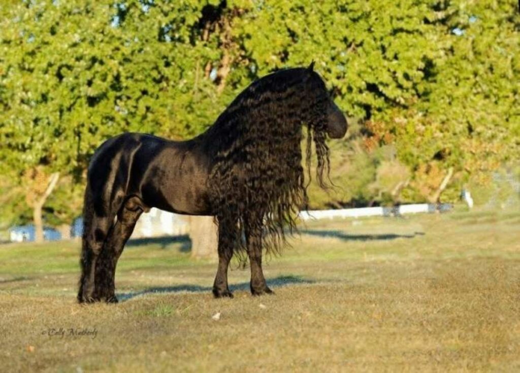 Federico Il Grande cavallo più bello del mondo