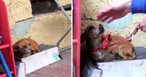 Cagnolina Chihuahua con tre zampe viveva in una scatola prima di essere salvata