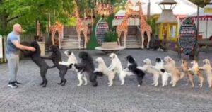 Quattordici cani battono un incredibile record grazie al loro addestratore: ecco quale (VIDEO)