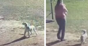 Cagnolino permette ai suoi padroni di fare una scoperta sconvolgente: ecco cosa si nasconde nel loro garage (VIDEO)