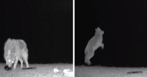 La telecamera risolve il mistero: nella notte c’è un coyote ladro di giocattoli (VIDEO)