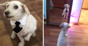 Realizza una cravatta per il suo cucciolo che non smette di guardarsi alo specchio (VIDEO)