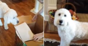 Goldendoodle compie 2 anni e riceve come regalo una cucciola simile a lui (VIDEO)