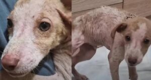 Cucciolo di cane viene abbandonato in maniera inspiegabile: i veterinari non possono credere ai loro occhi (VIDEO)